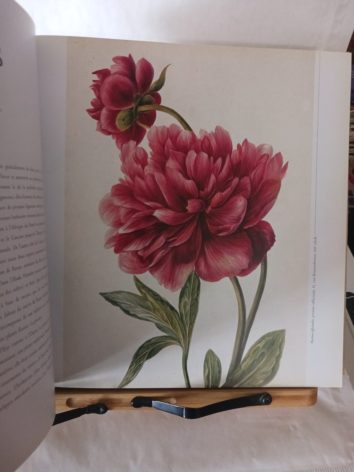 Le voyage botanique – Image 4