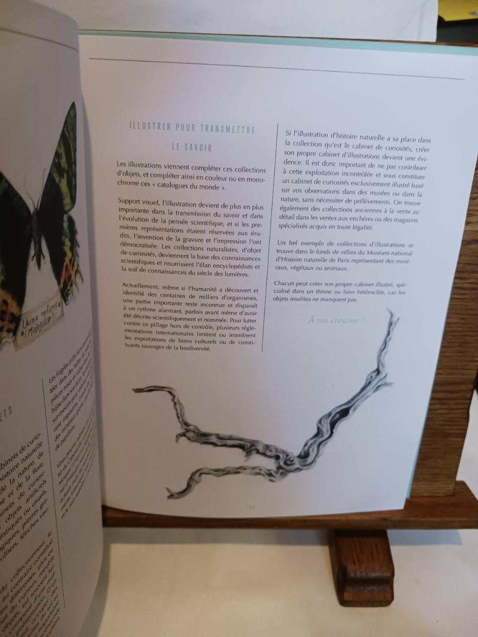Cabinet de curiosités – Image 4