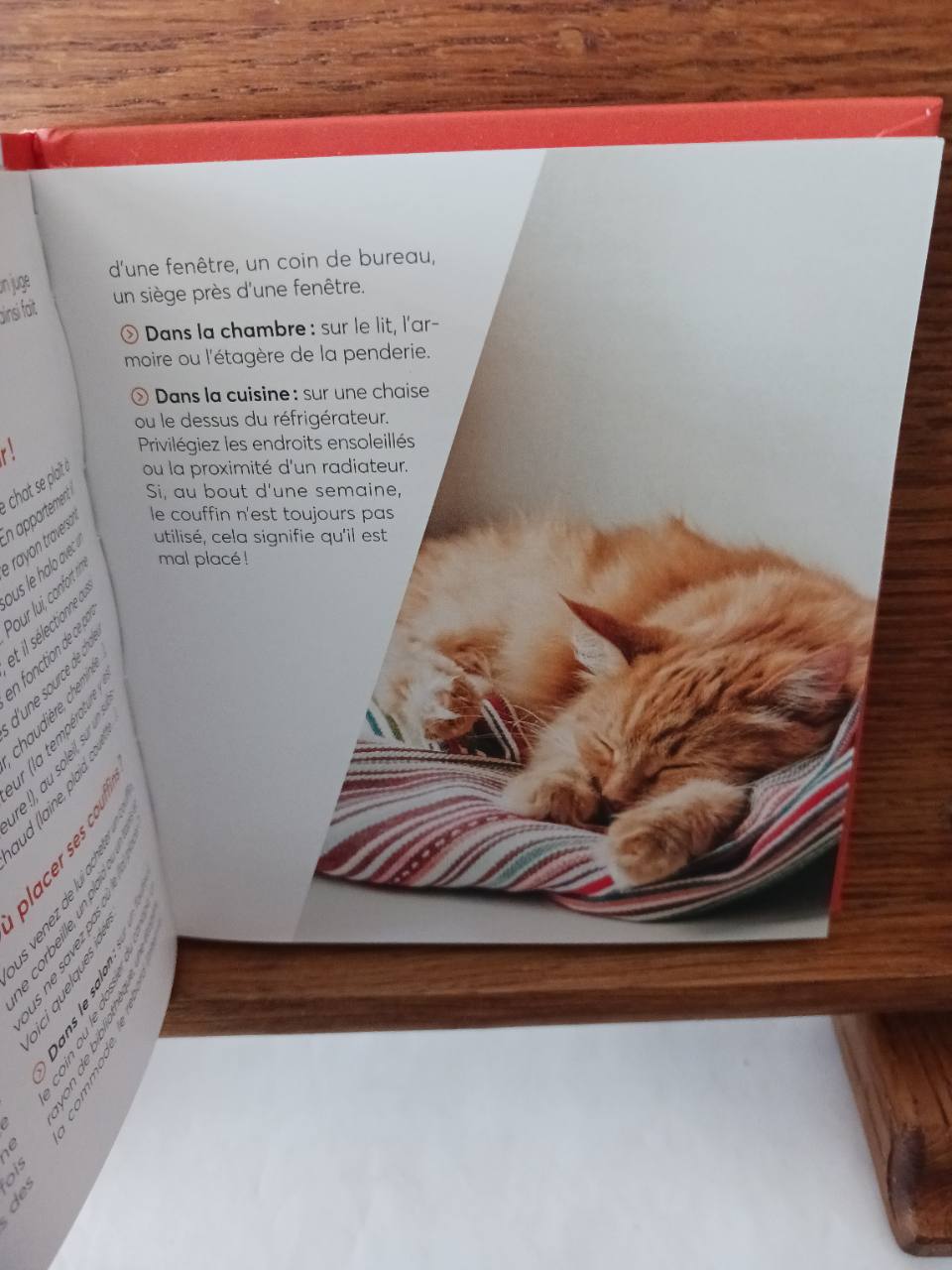 10 conseils pour un chat heureux en appartement – Image 3