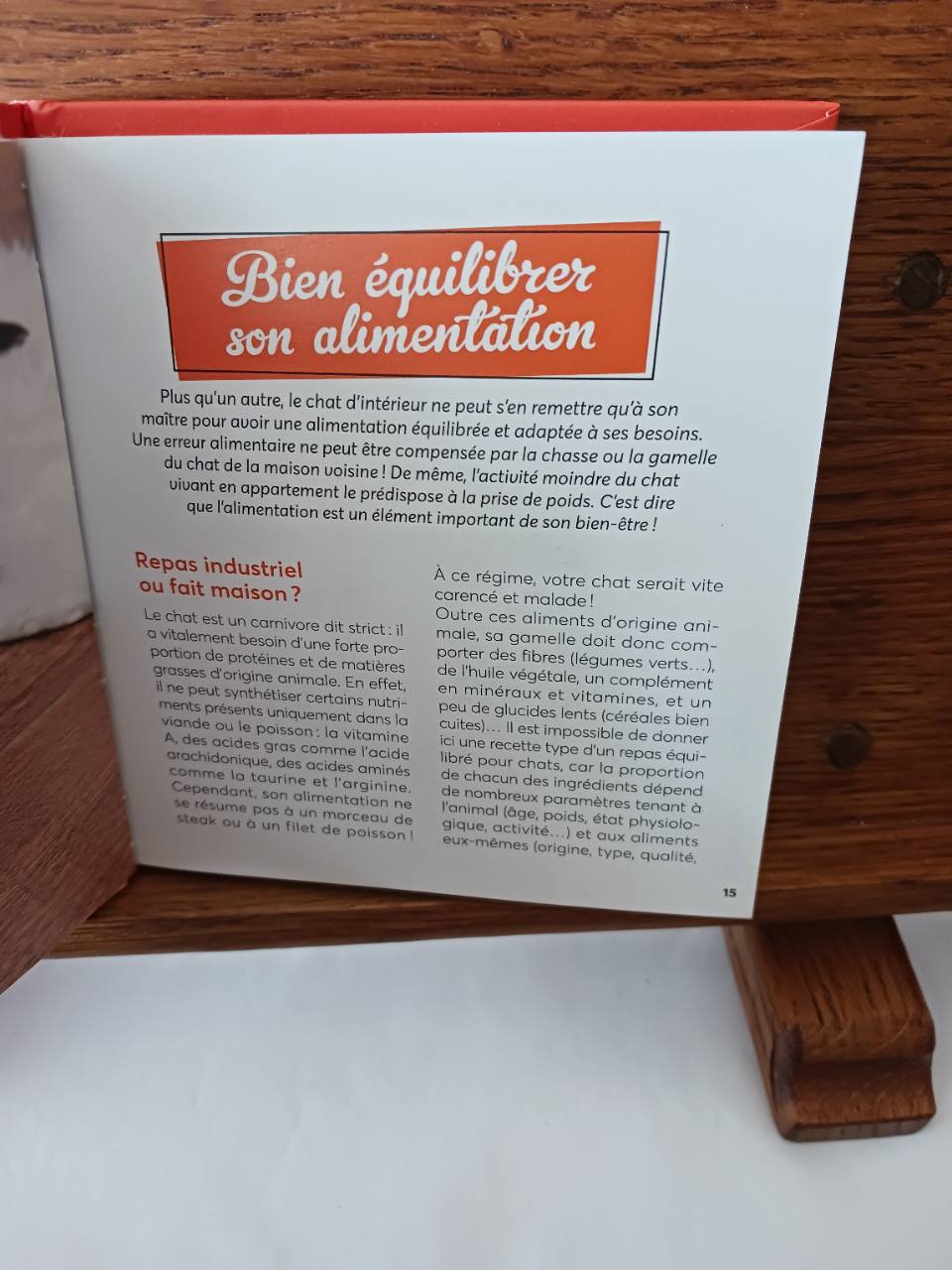 10 conseils pour un chat heureux en appartement – Image 4