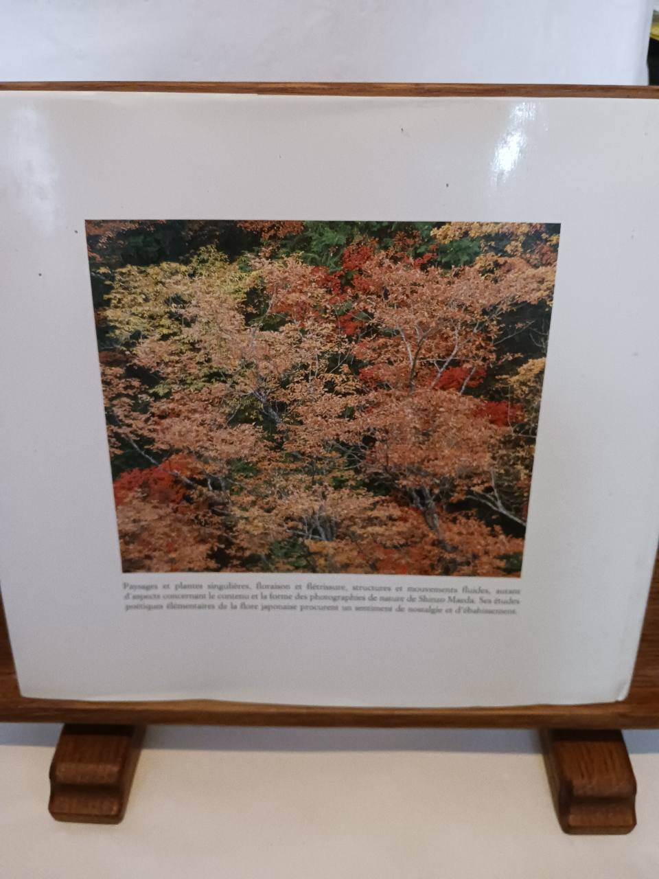 Arbres et brindilles – Image 2