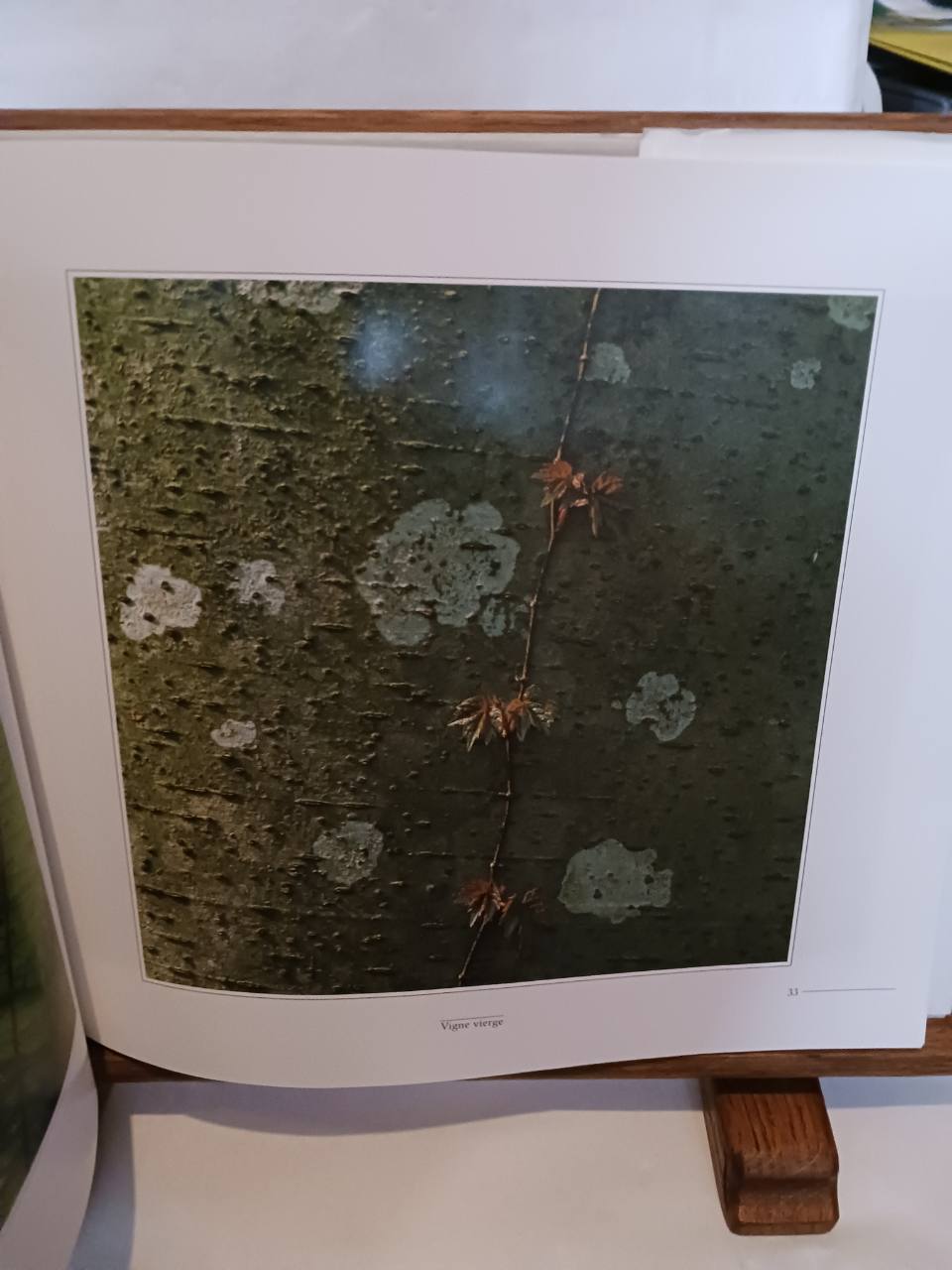 Arbres et brindilles – Image 3