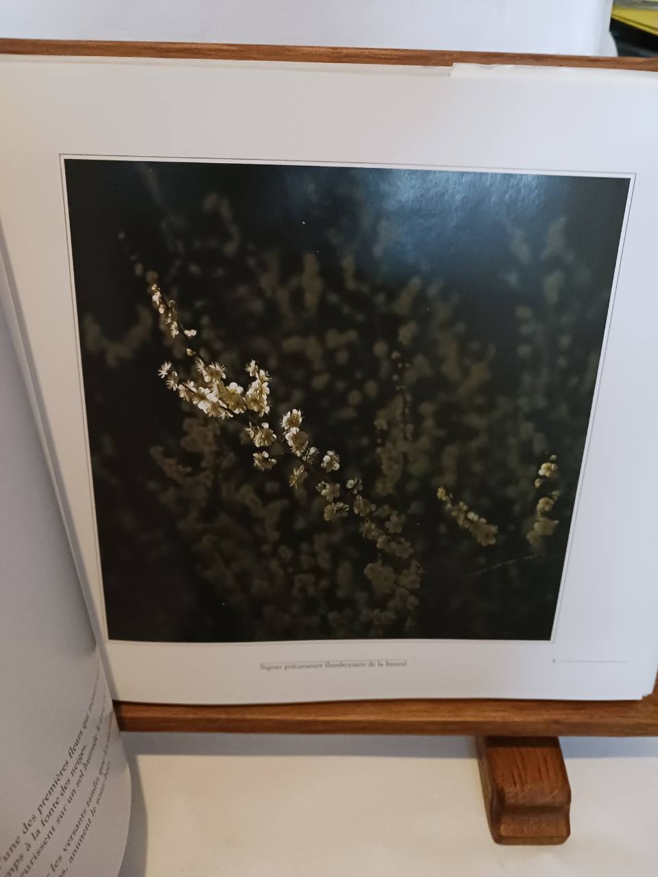 Arbres et brindilles – Image 4
