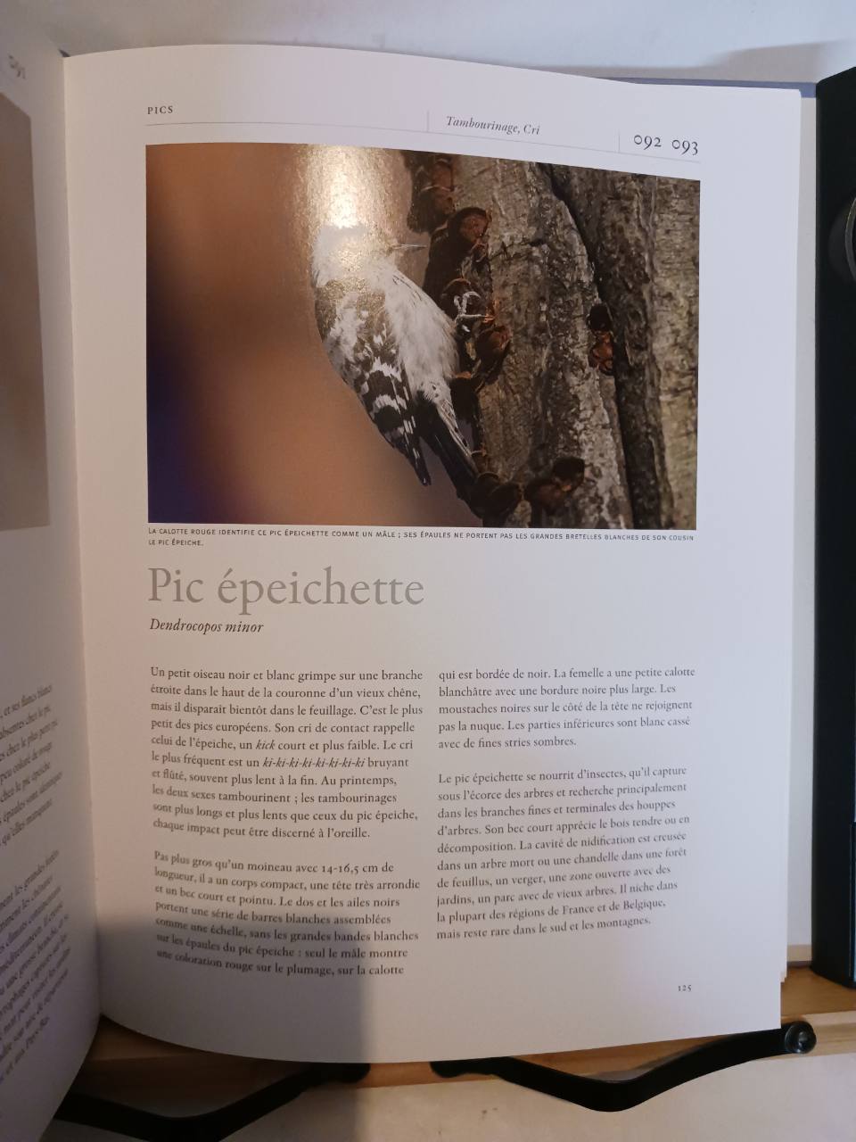 Chants d'oiseaux – Image 4