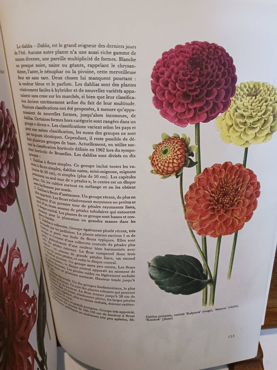 Flore Des Jardins – Image 3