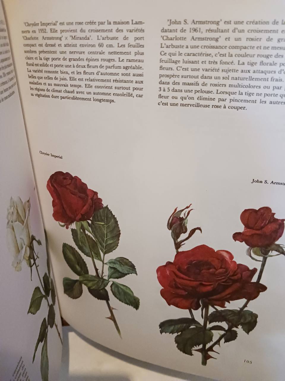 Flore Des Jardins – Image 4