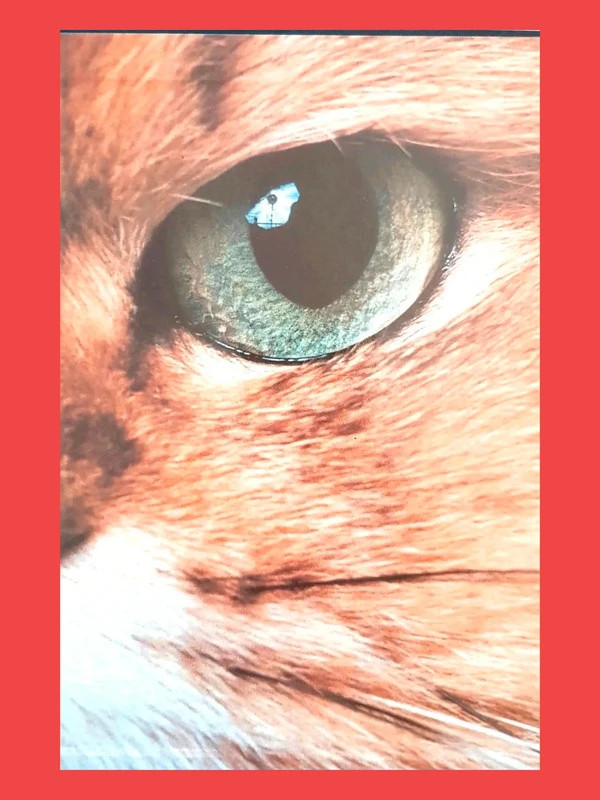 🔥 Livre très apprécié – Ajouté par de nombreux favoris ! His