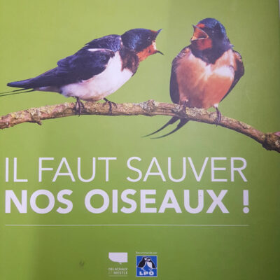 Il faut sauver nos oiseaux !